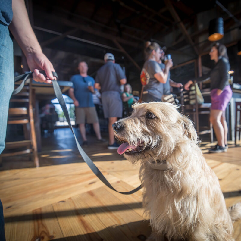 Dog on a leash enjoying one of the pet friendly destinations in Dublin, GA, Crooked Finger Brewing.