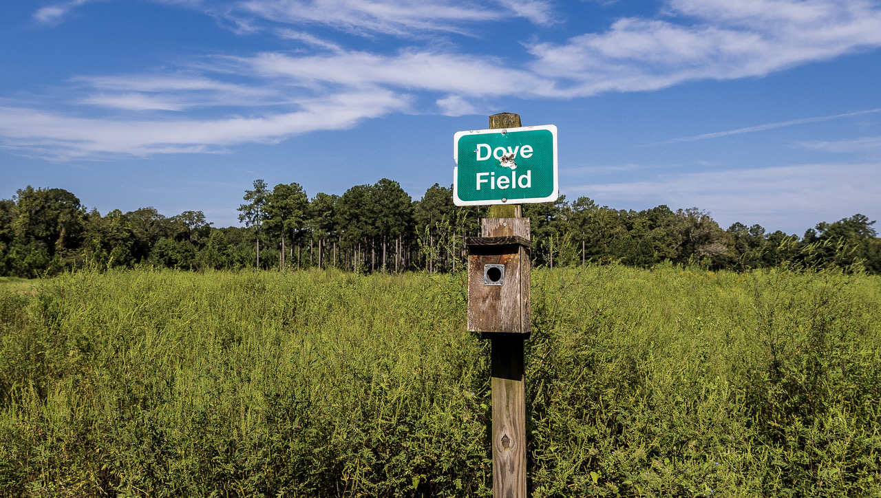 dove field sign at River Bend WMA