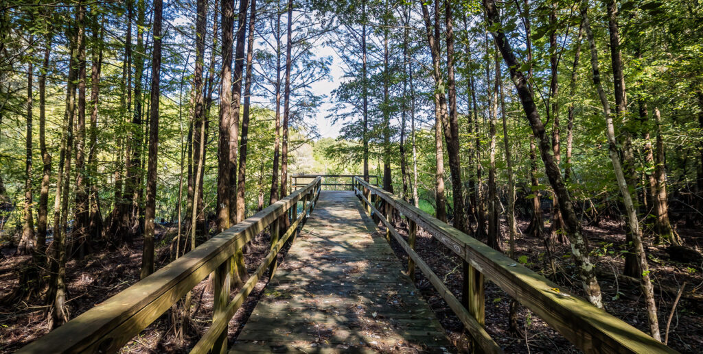 boardwalk through trees at River bend WMA.