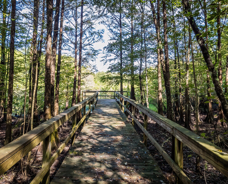 boardwalk through trees at River bend WMA.