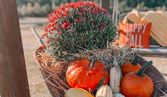 wheel barrow full of red mums, bright pumpkins and fun shaped gourds