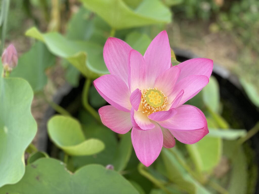 Bright pink waterlily | Wellness Awakening
