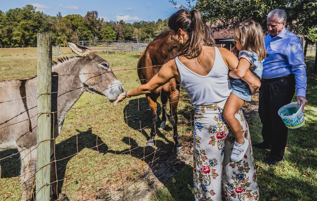 Guests feeding the donkey and horse at Dublin Farm