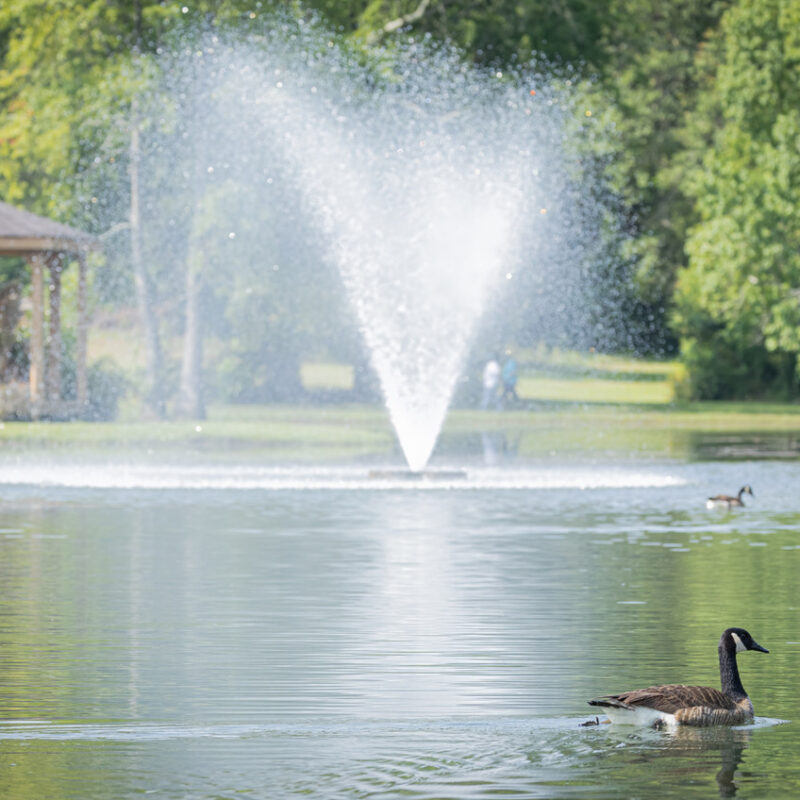 fountain and duck at Fairview Walking Trail