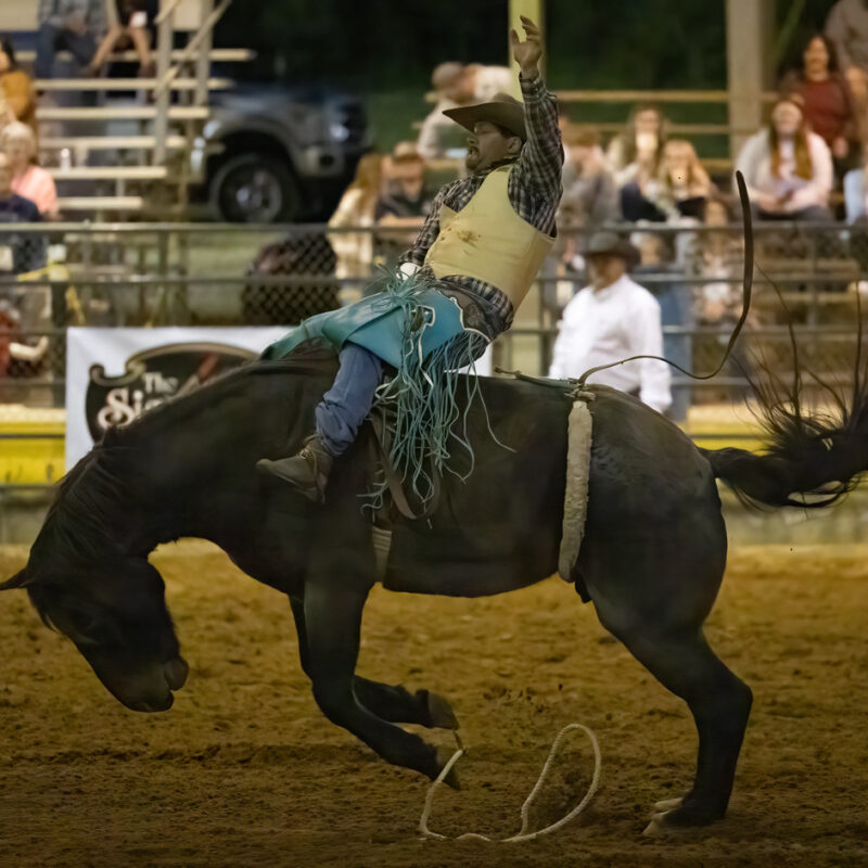 cowboy on bucking bronco at rodeo