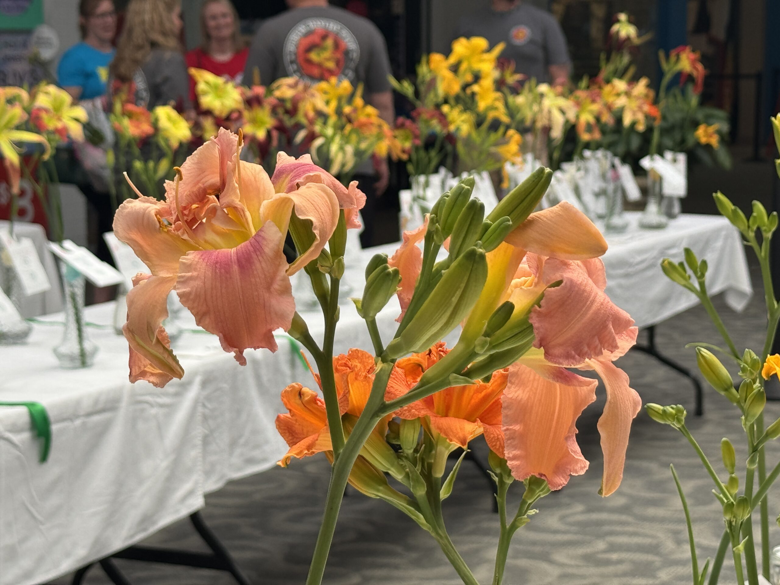 Several blooming scapes lined up in vases on a table, following judging at the Dublin Daylily Show and Sale.