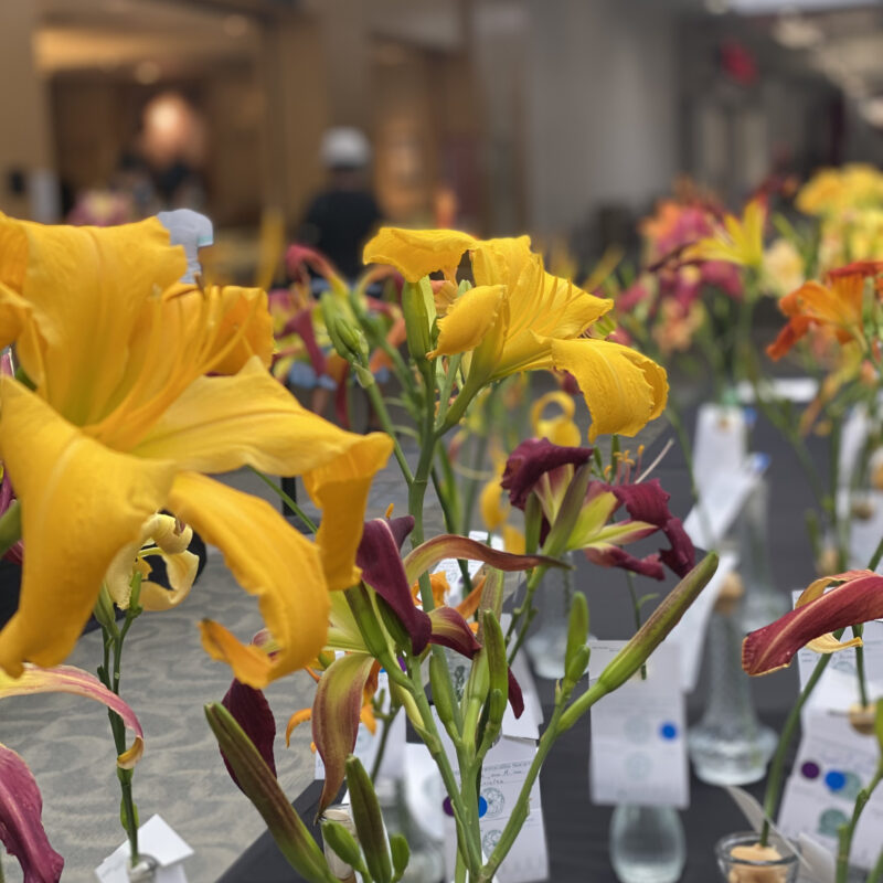 Several blooming scapes lined up in vases on a table, following judging at the Dublin Daylily Show and Sale.