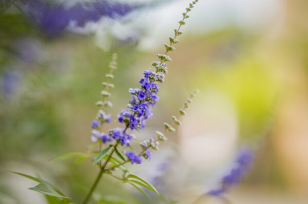Purple flower in a garden in Dublin.
