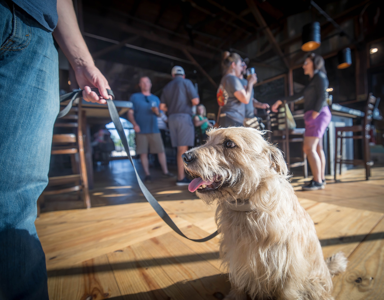 Dog on a leash pictured at pet-friendly Crooked Finger Brewing.