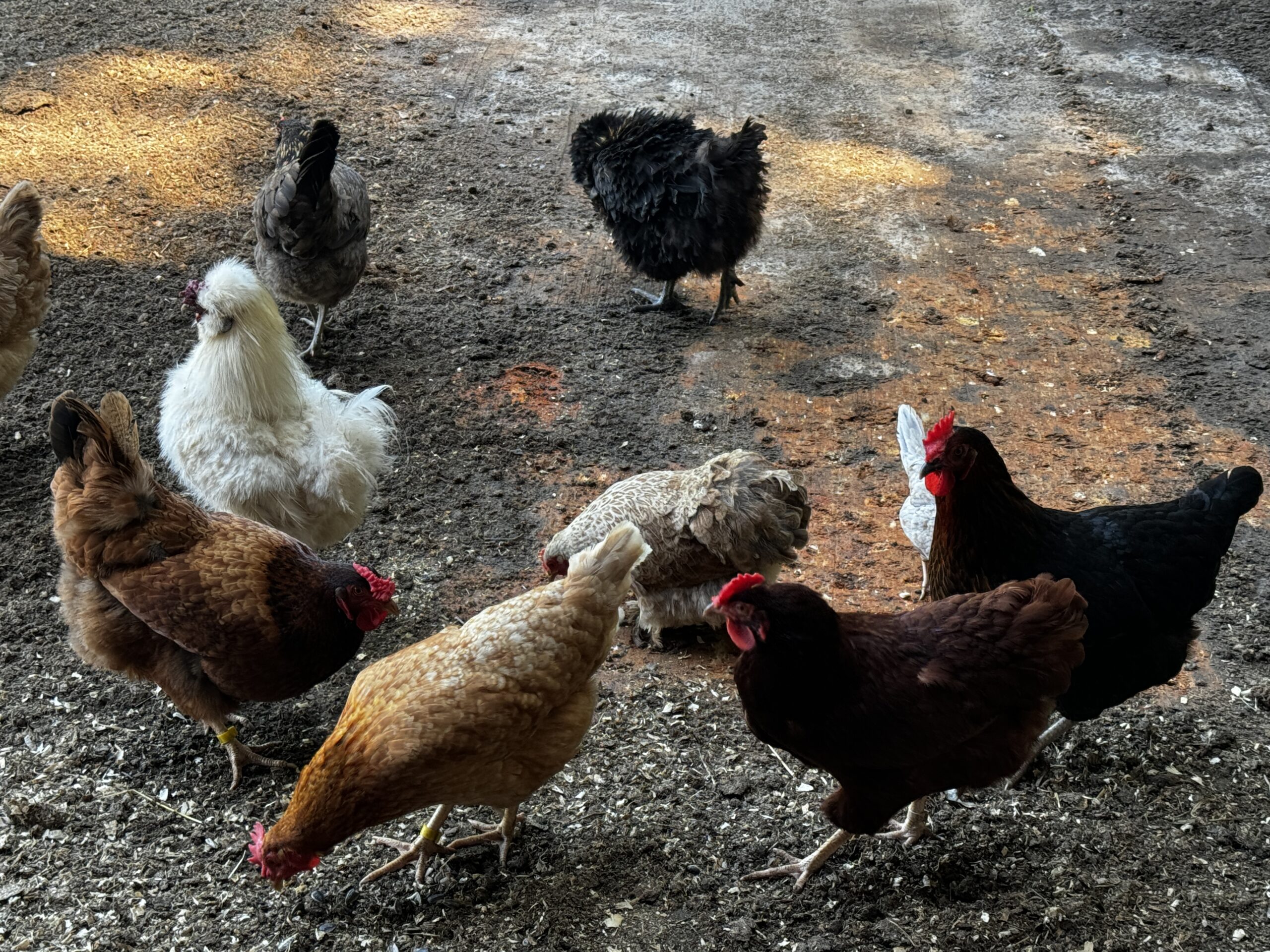 Free range chickens at legacy Lane Stables.