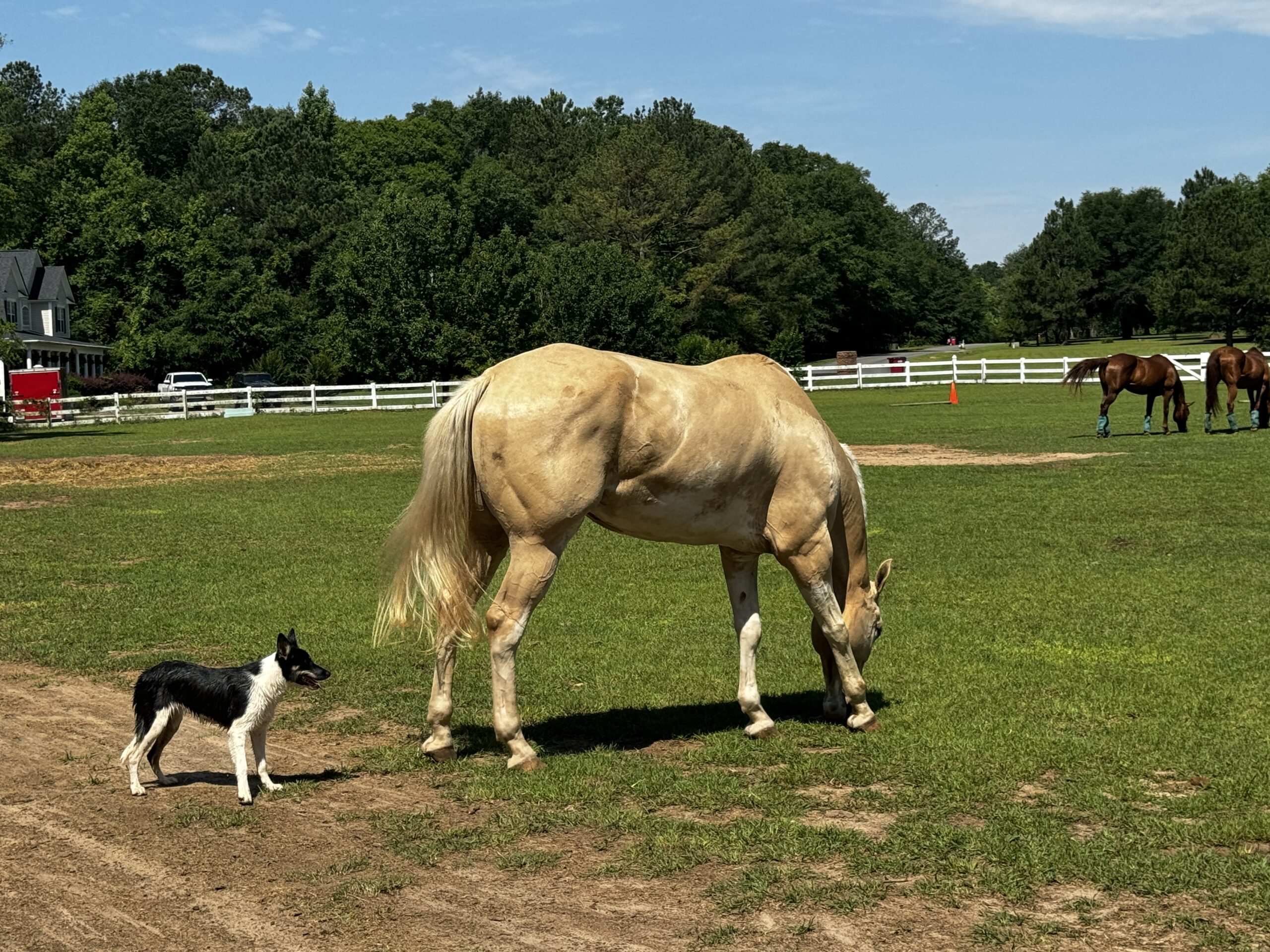 Horse and farm dog in a pasture at Legacy Lane Stables.