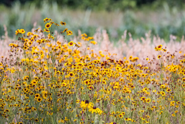 A photo of a field of yellow flowers used as a header for the FY25 grant.