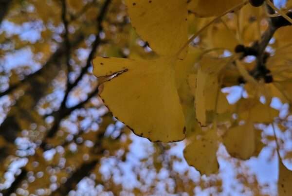 Leaf Peep Beautiful Gingko tree leaves in the sunset