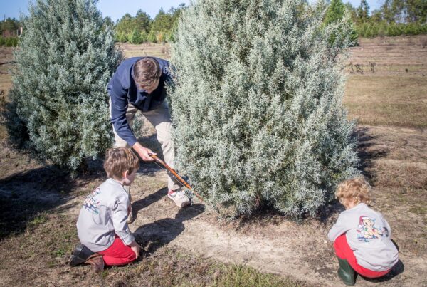A father and his 2 children create Christmas Tree Memories at Southern Cypress Christmas Tree Farm