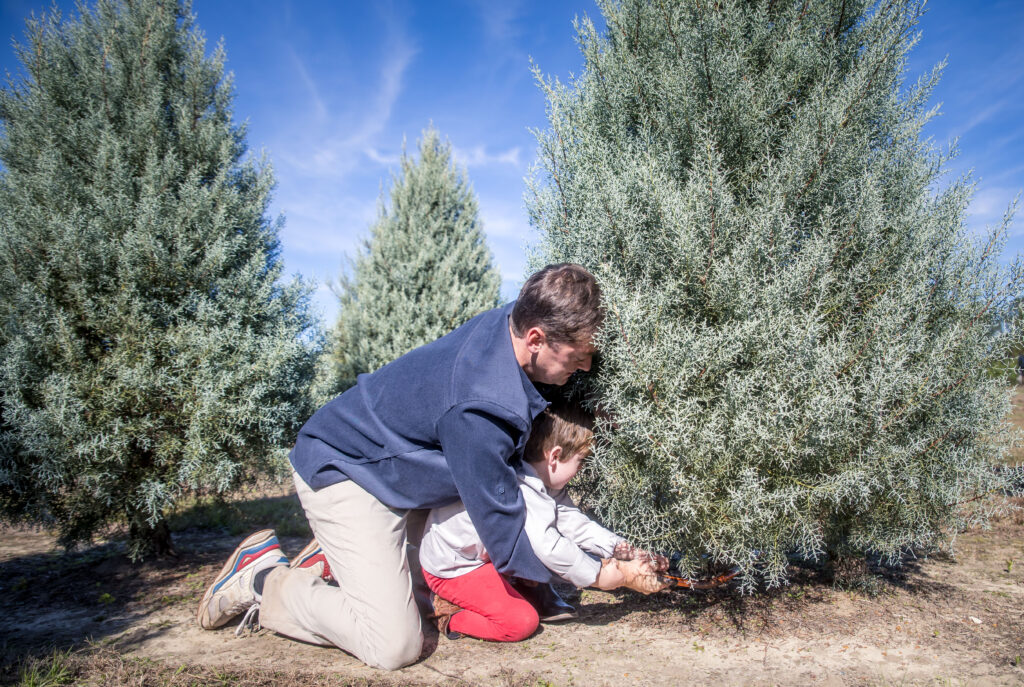 Father and son sawing down a live tree at Southern Cypress Christmas Tree Farm.