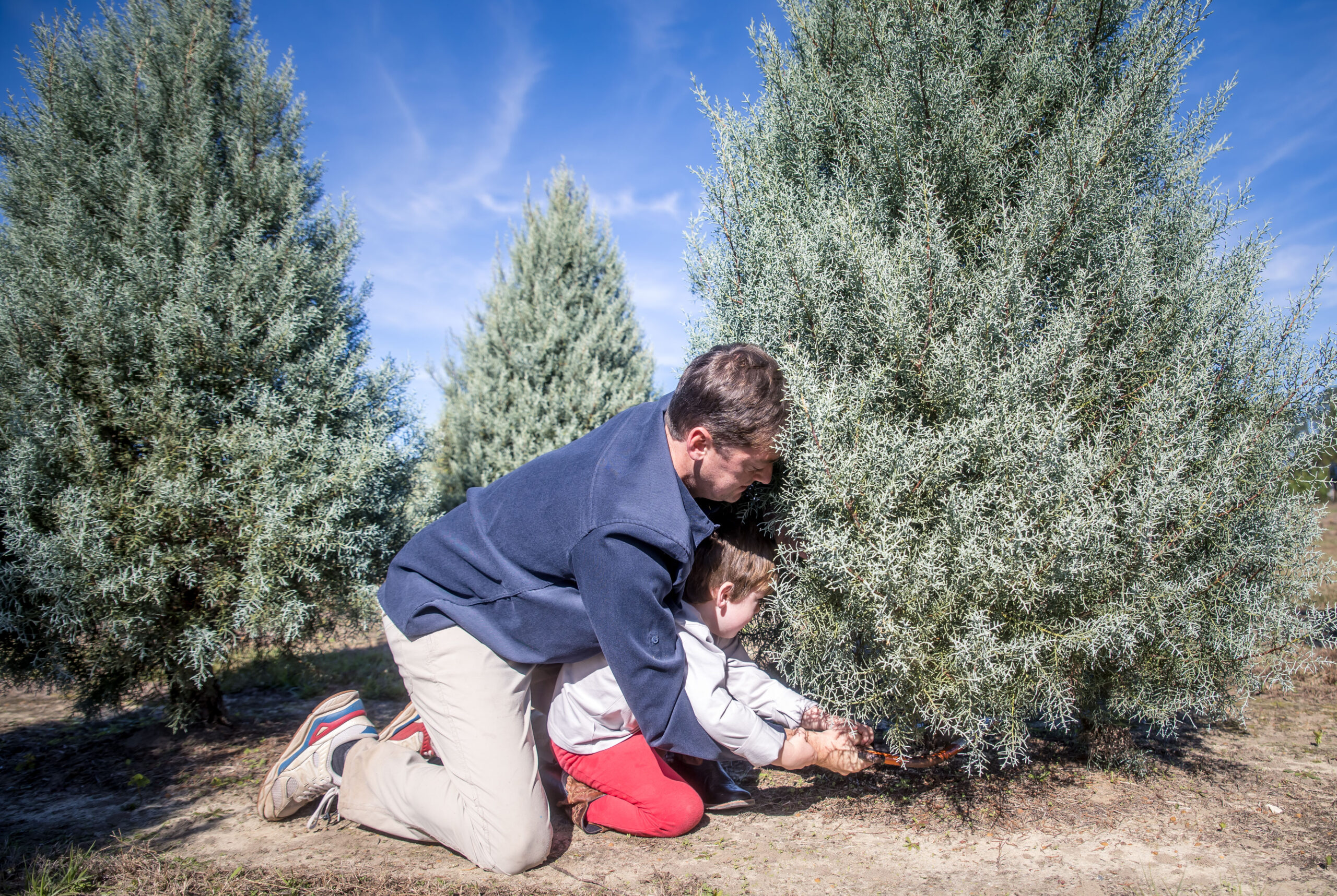Father and son sawing down a live tree at Southern Cypress Christmas Tree Farm.