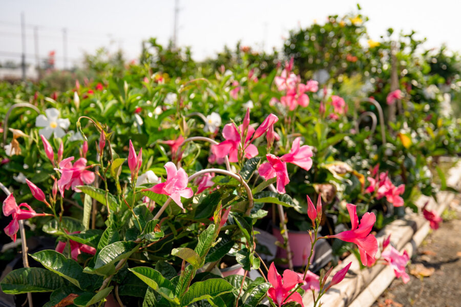Flowers line the yard of Black's Seed Store - Flower and Farm Markets