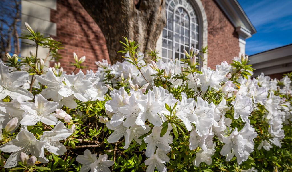 Flowers line the yard of the Laurens County Library- Flower and Farm Markets