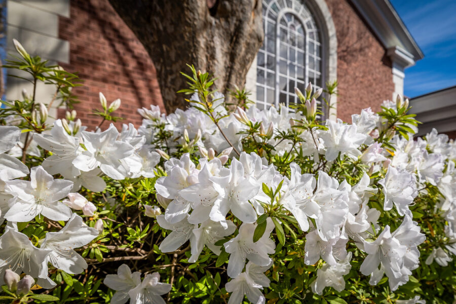 Flowers line the yard of the Laurens County Library- Flower and Farm Markets