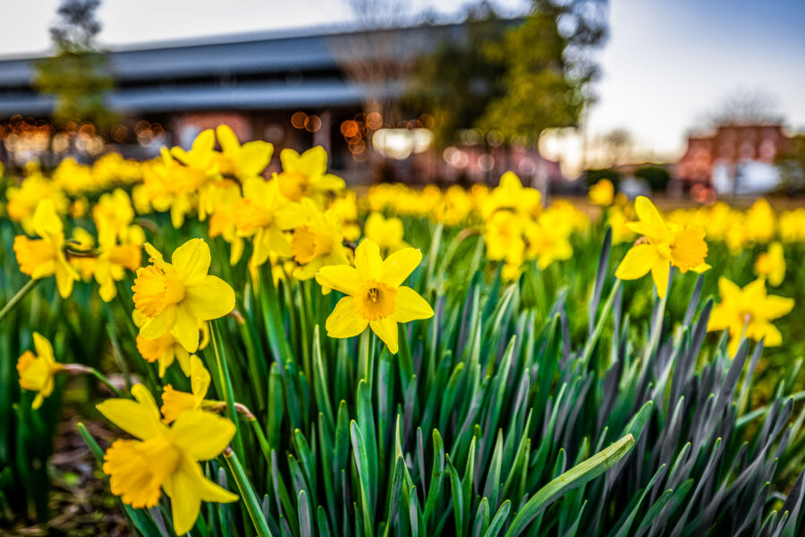 Daffodils in a field - FY2026 Tourism Grant