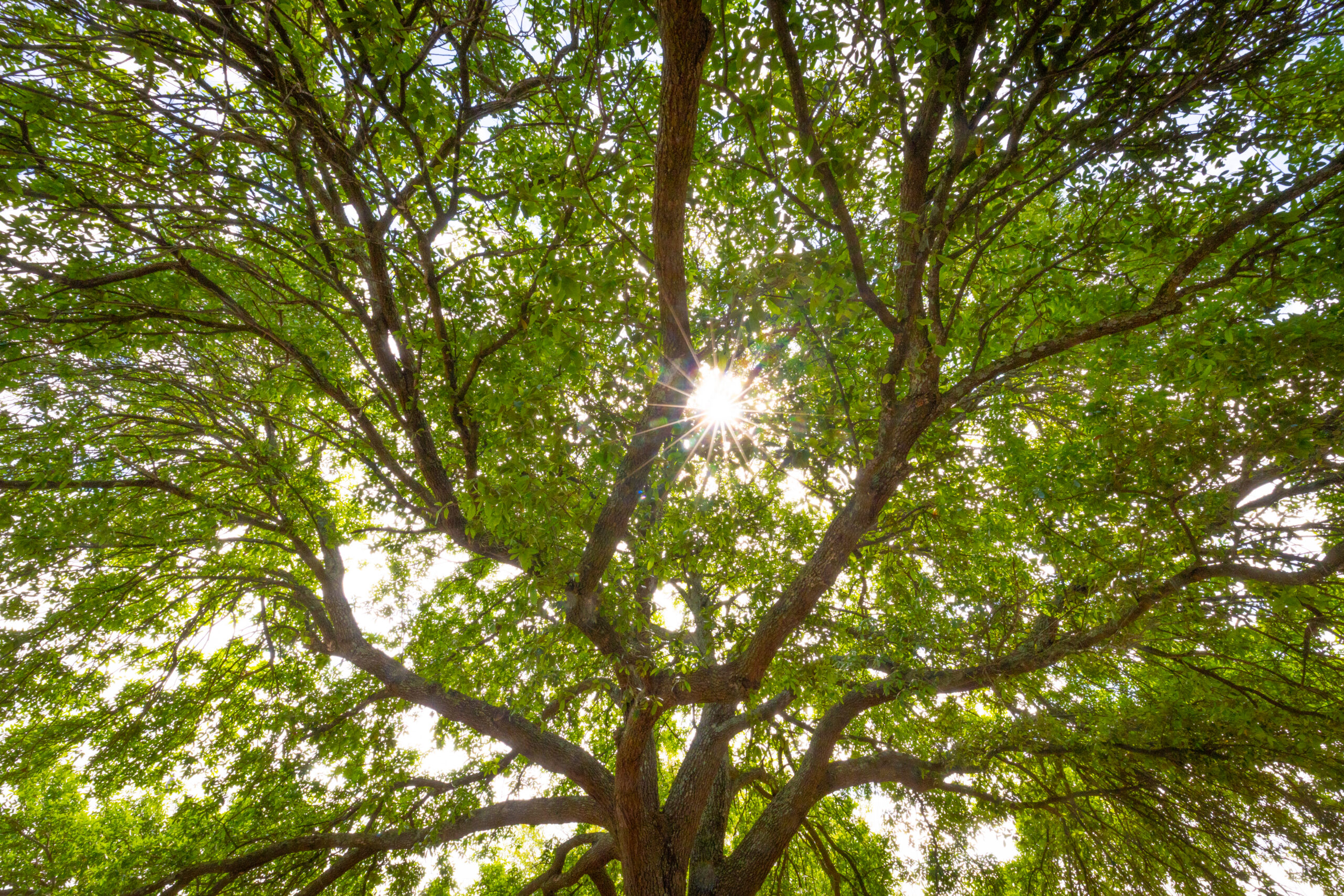 A stunning tree canopy with light filtering through the branches.