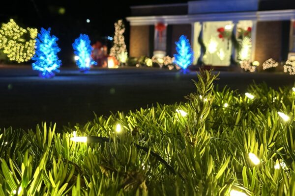 IMG_1965 IMG_1965